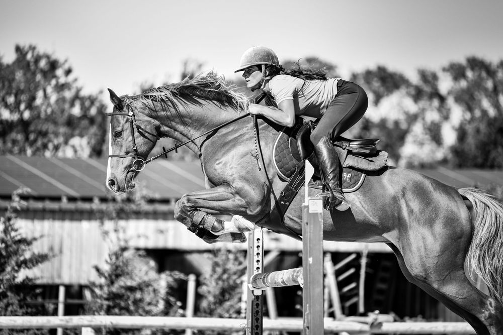 Equitation saut d'obstacle