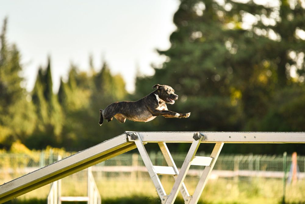 Staffie passerelle