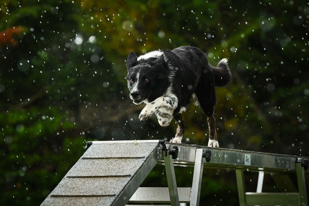 Border collie passerelle agility sous la pluie
