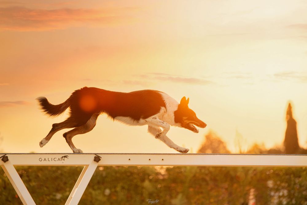 Running couché de soleil agility border collie