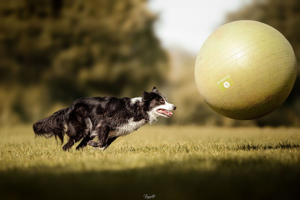 Border collie