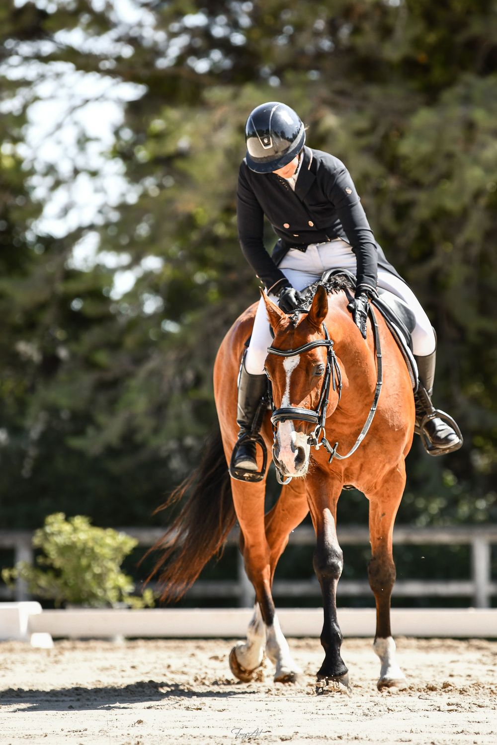 Dressage cheval