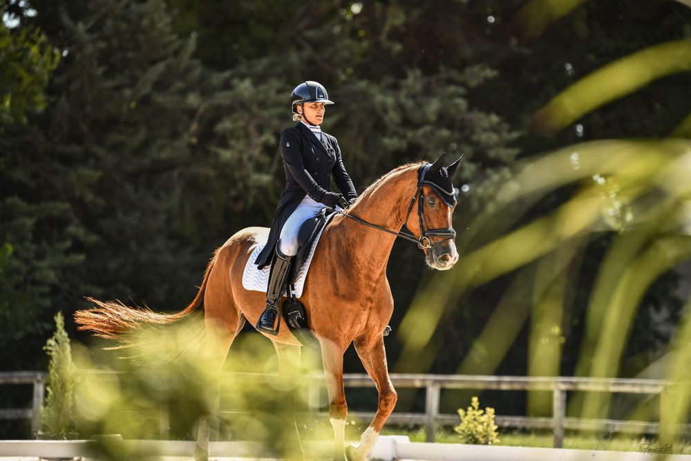Cheval de dressage en compétition