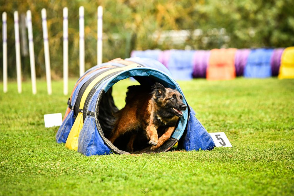 Malinois tunnel agility