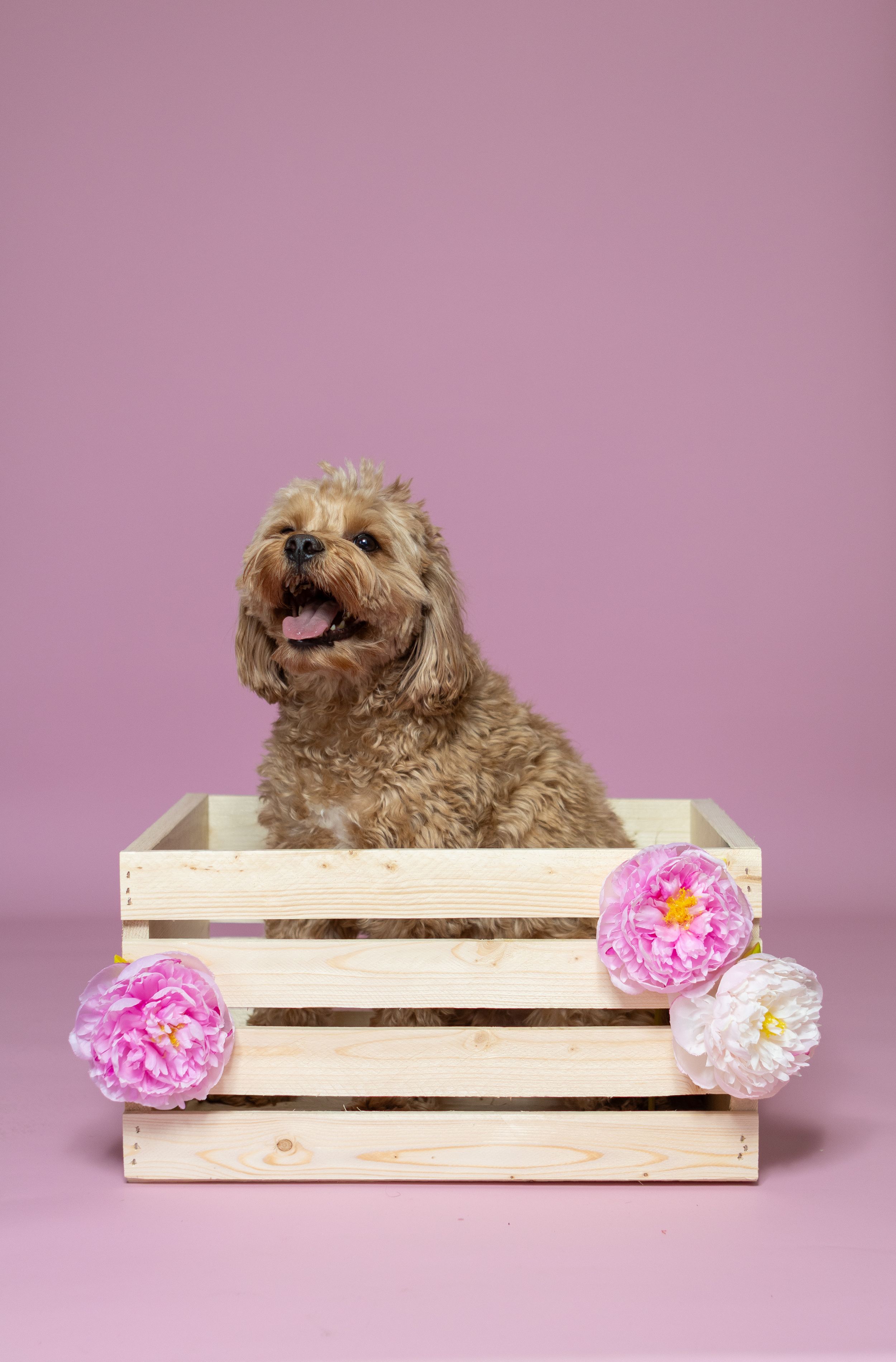 Fluffy brown Cavapoo dog sitting in a wooden crate with pink peony flowers on a pink background.