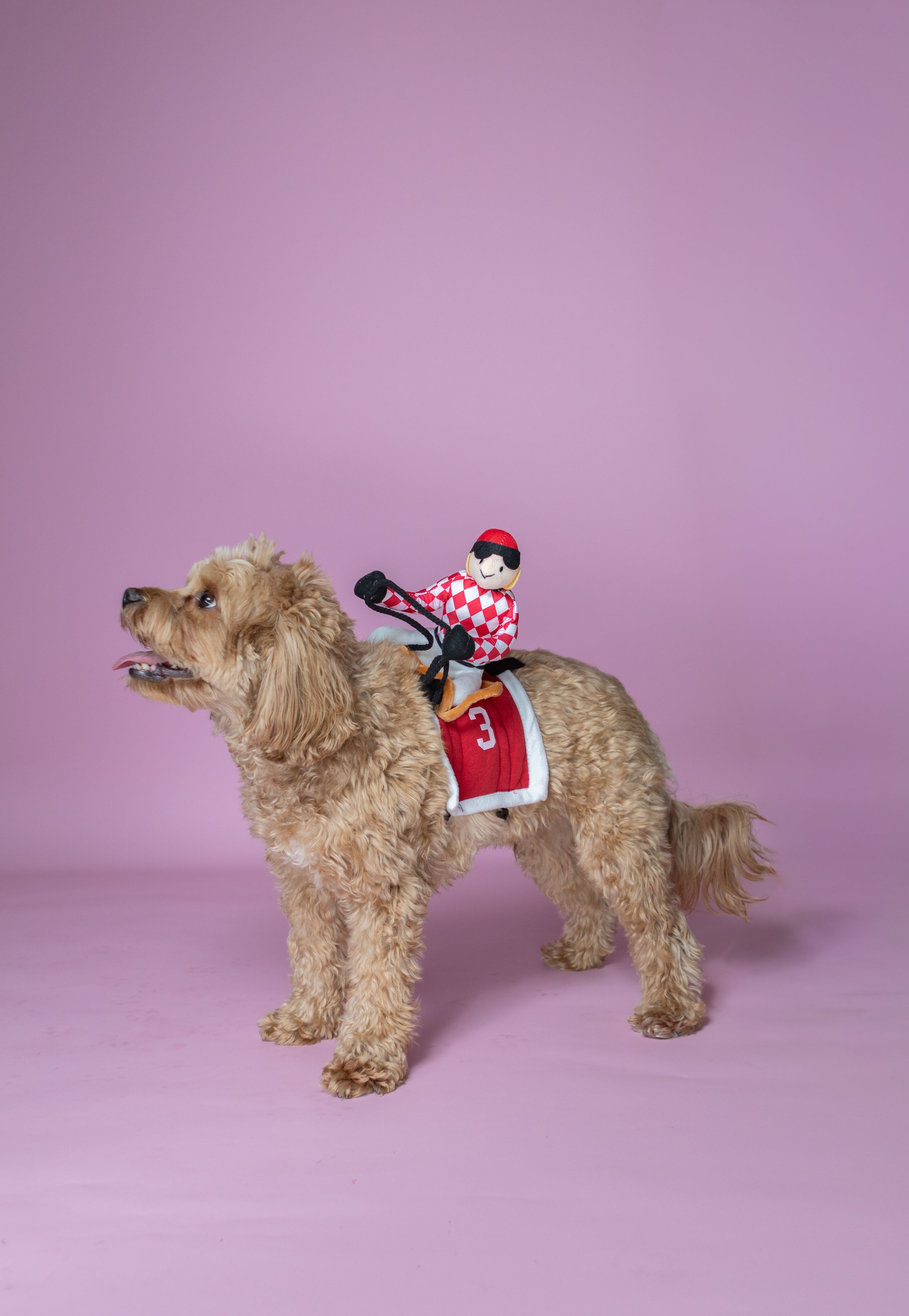 Fluffy golden doodle dog wearing a red jockey rider costume on pink background.