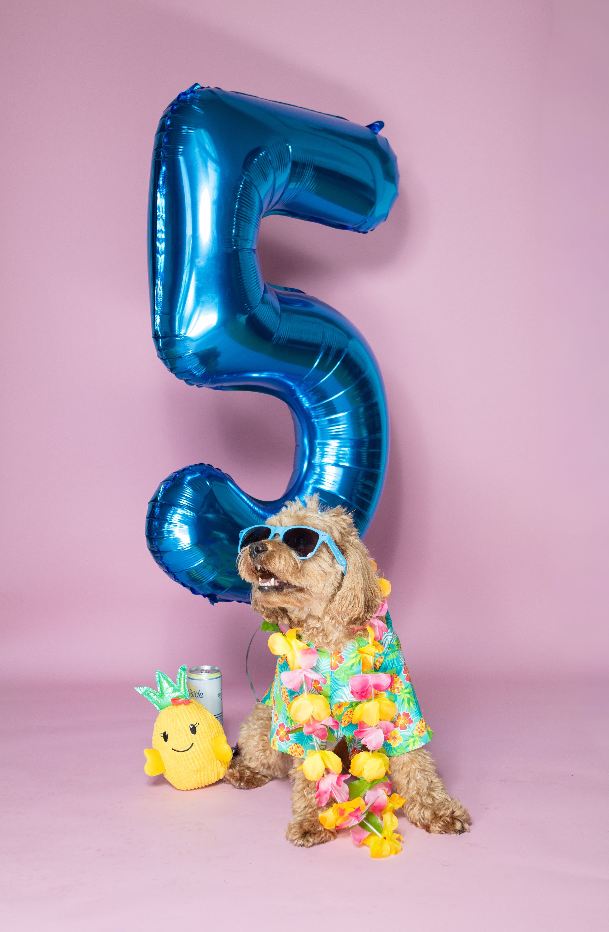 Cute fluffy dog wearing sunglasses and Hawaiian lei sits beside blue number 5 balloon for a tropical birthday celebration.