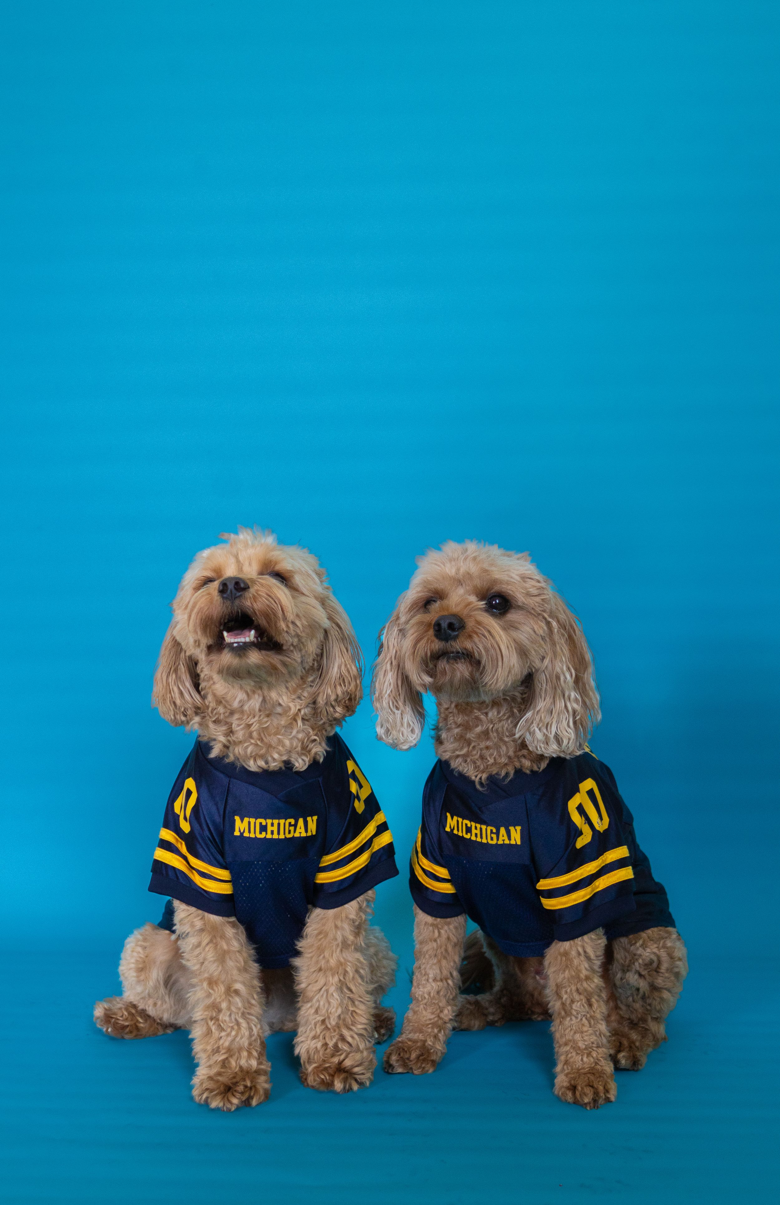 Two fluffy dogs wearing Michigan Wolverines navy and gold jerseys sitting together against a bright blue background.