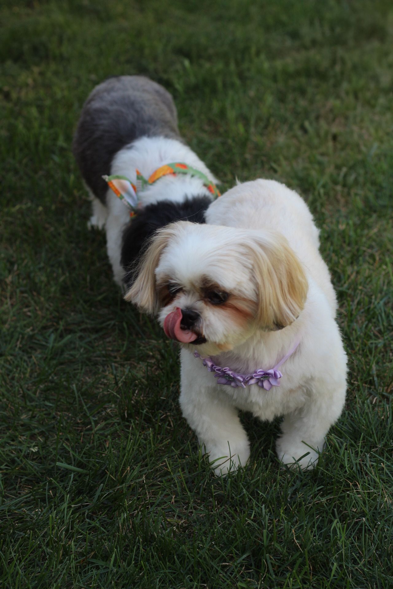 Pet Photo