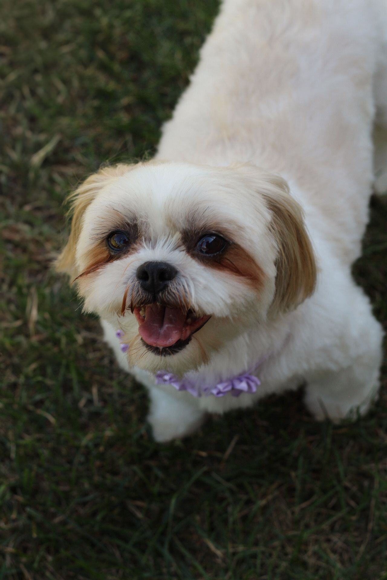 Pet Photo