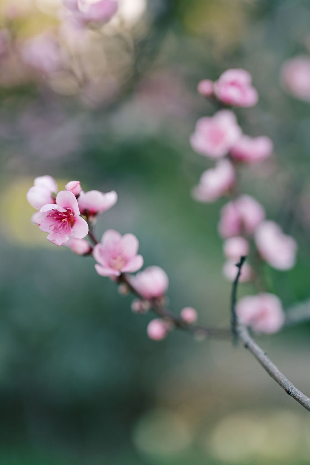 maternity-photo-session-filoli-gardens-bay-area-photographer