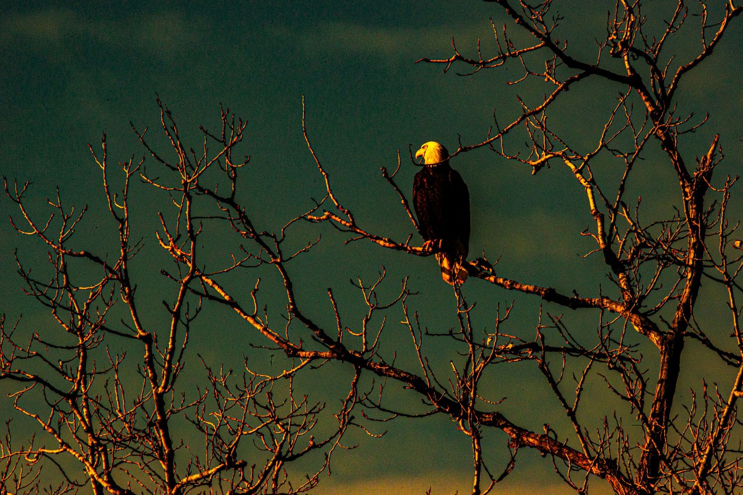 Bald eagle perched on bare winter branches against a dark green background.