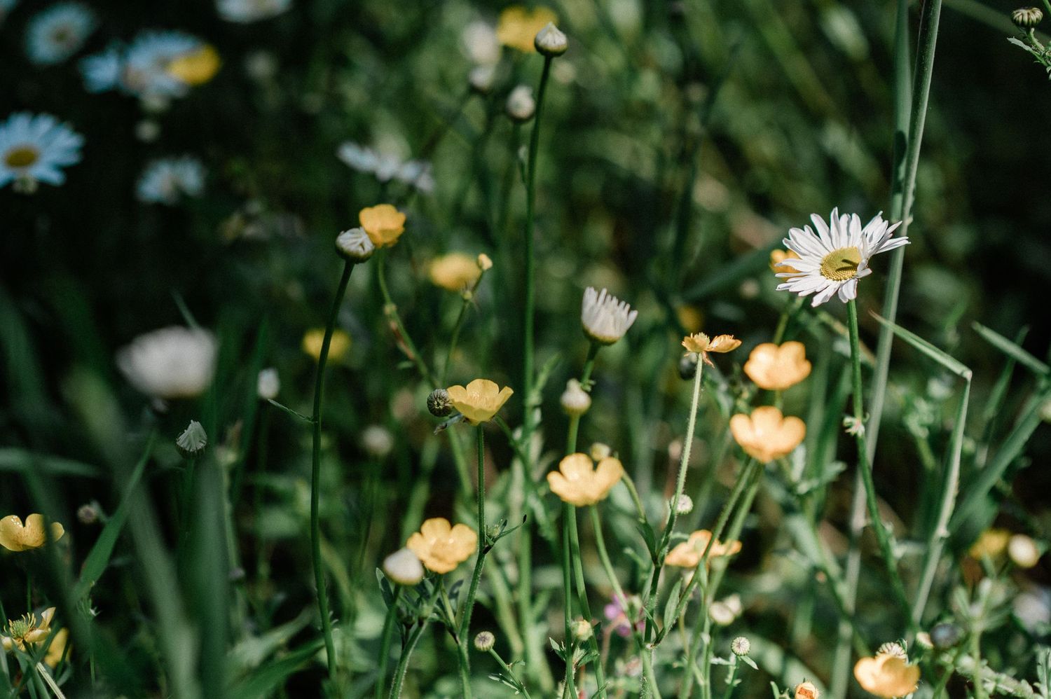 Yellow buttercup flowers and white daisies bloom among lush green grass in a summer meadow.