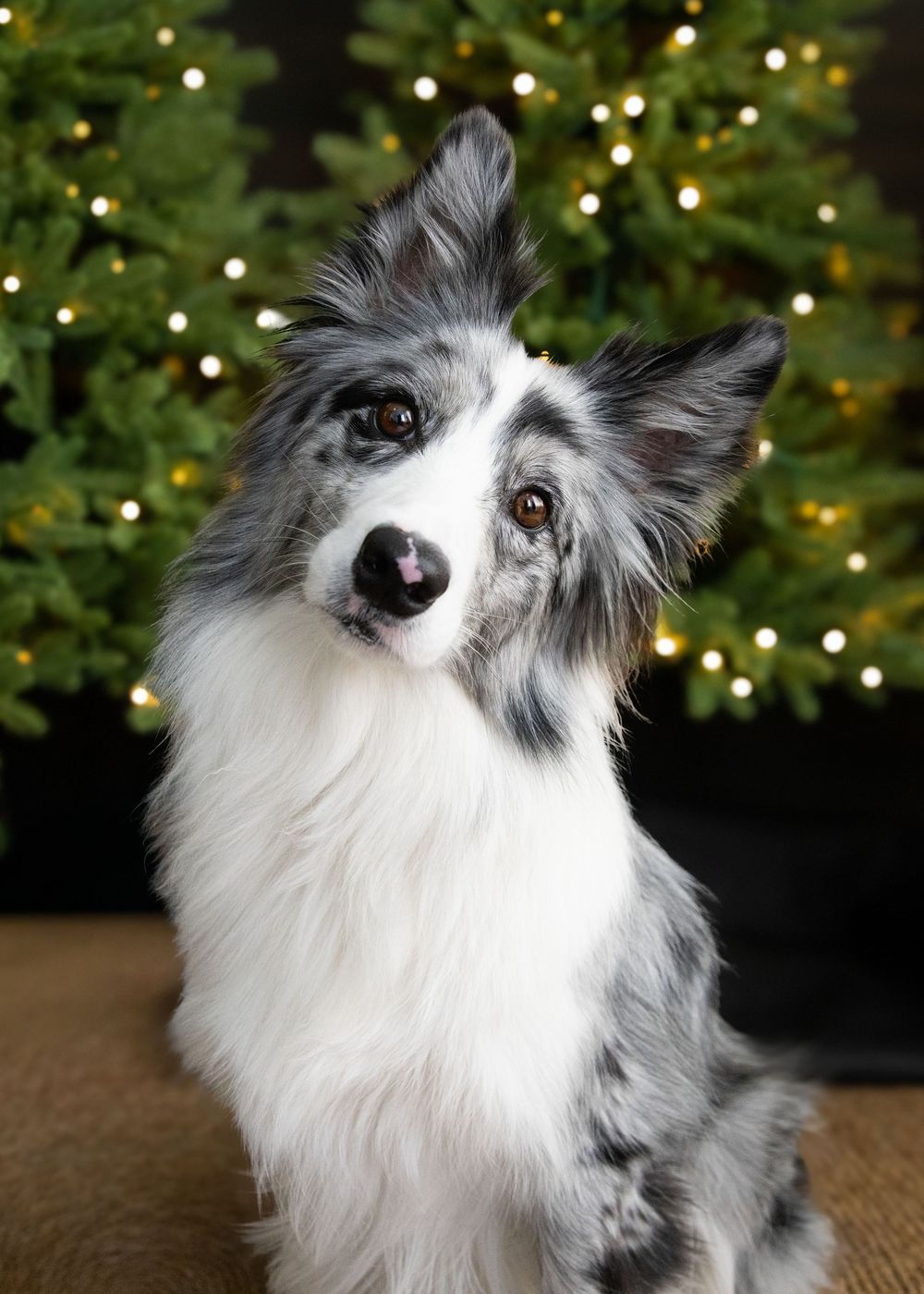 Best Hong Kong family photographer Christmas photo shoot portrait of a border collie dog in front of Christmas trees with bokeh lights