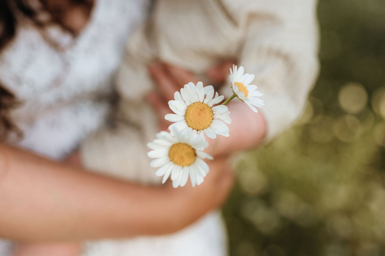 Close-up of delicate white daisies being held in gentle hands.
