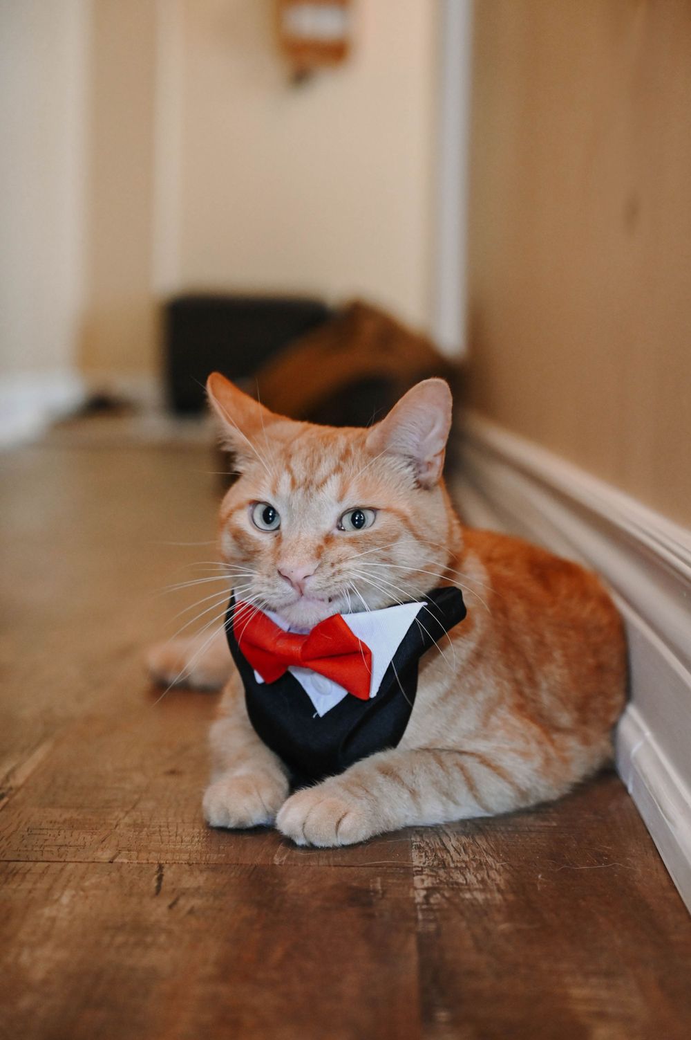 Ginger cat wearing formal black tuxedo vest with red bow tie lies on hardwood floor near white wall.