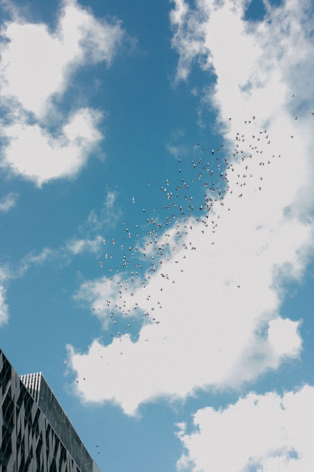 Birds flying against a bright blue sky with white fluffy clouds.