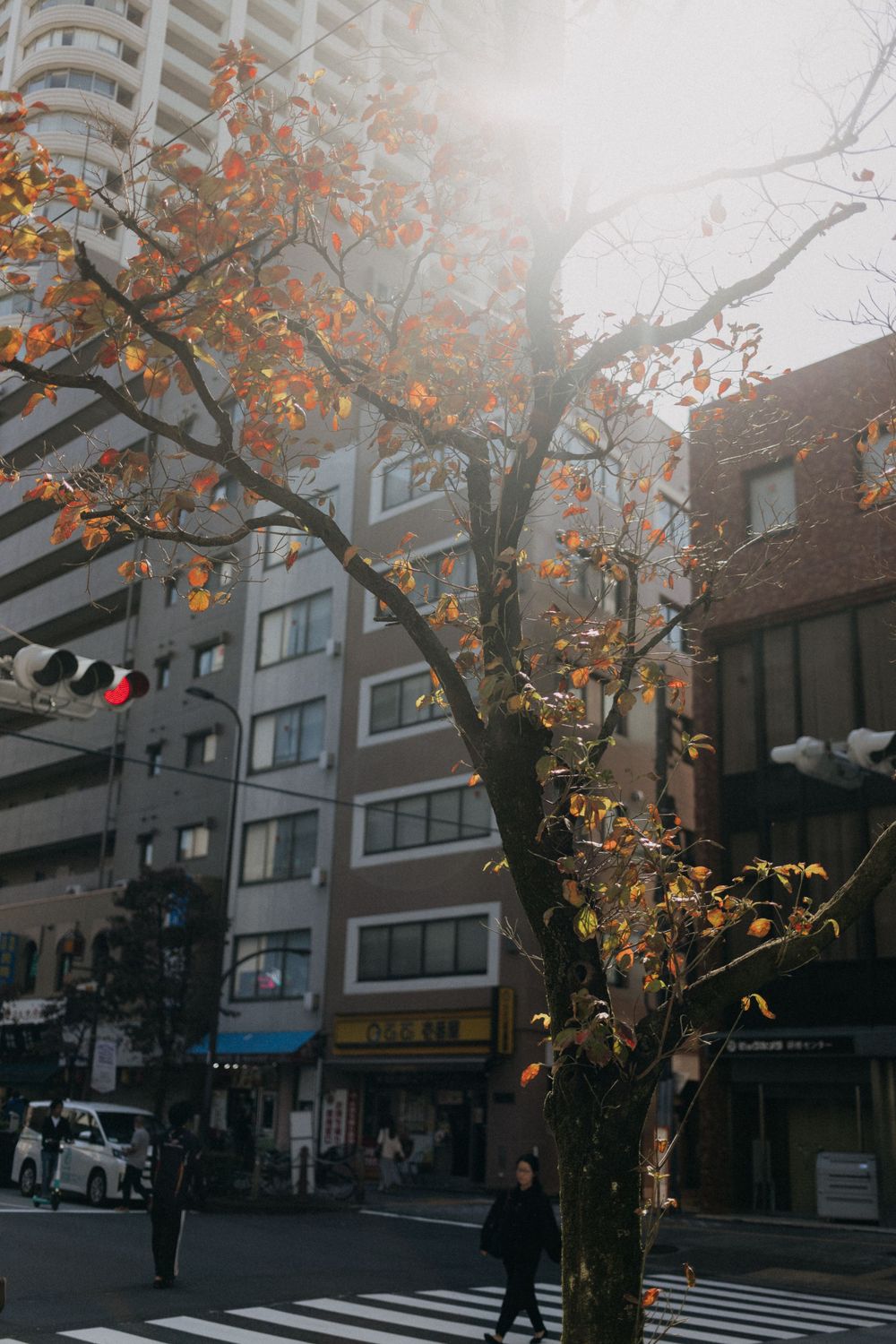 Autumn tree with orange leaves against modern apartment buildings in Japan.