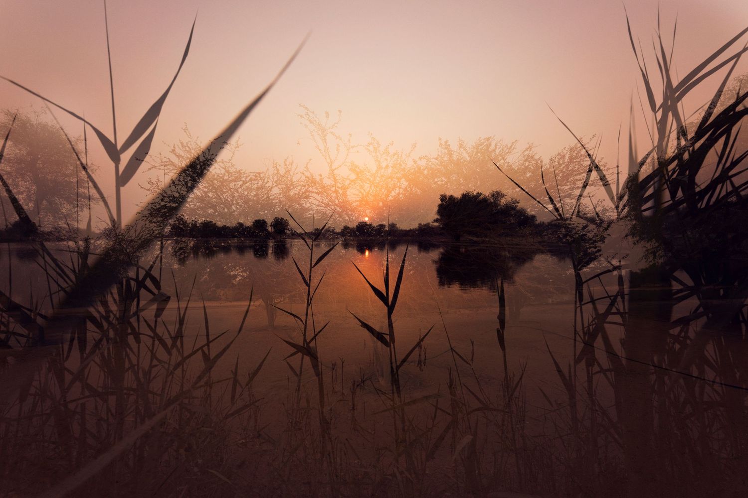Sunrise over a misty lake with reeds silhouetted in the foreground against a golden sky.