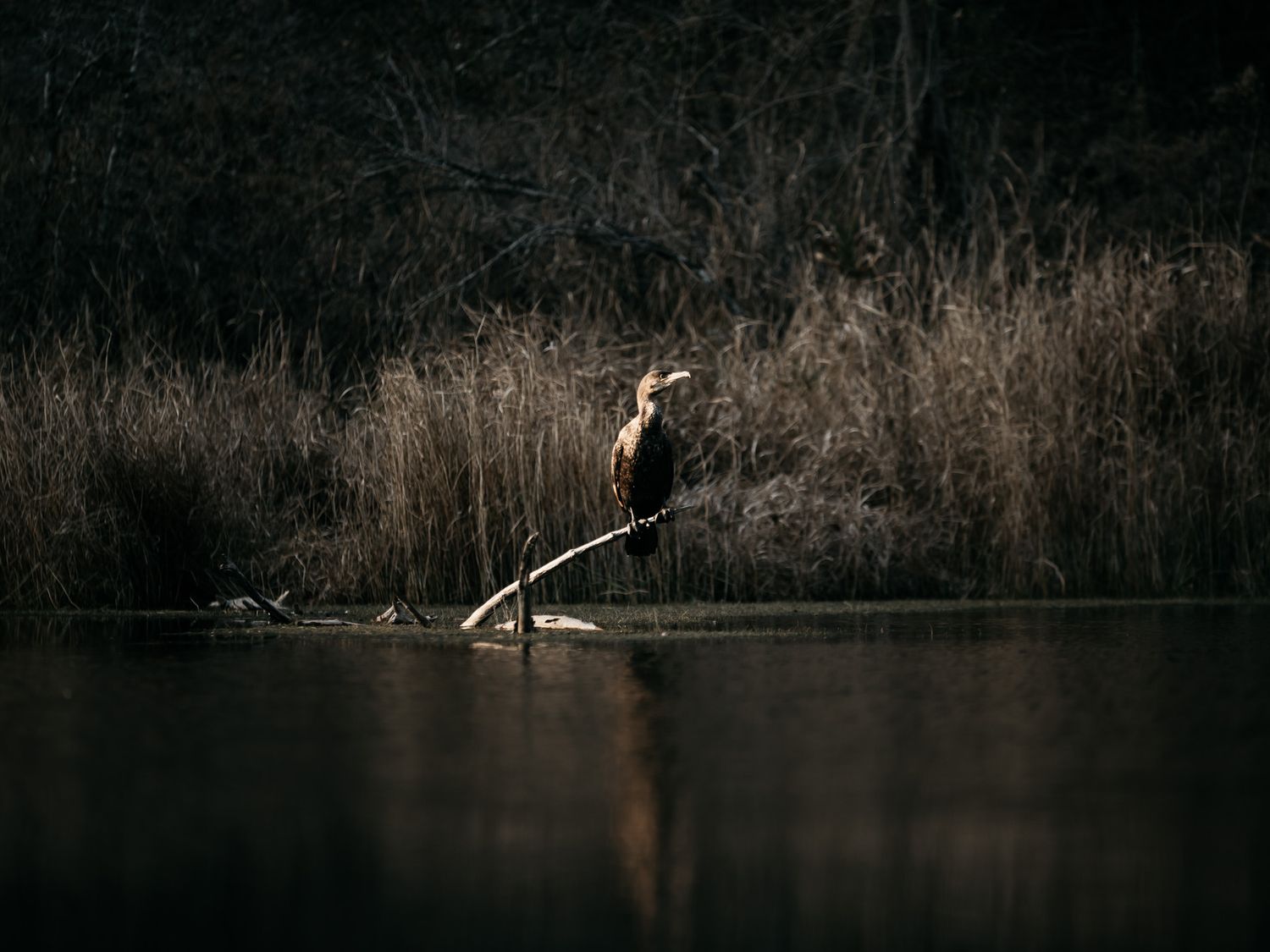 Things to do in Destin Florida. Nature trail photography by Matt Johnson. Destin Family Vacation Photography. Fun things to do while in FWB