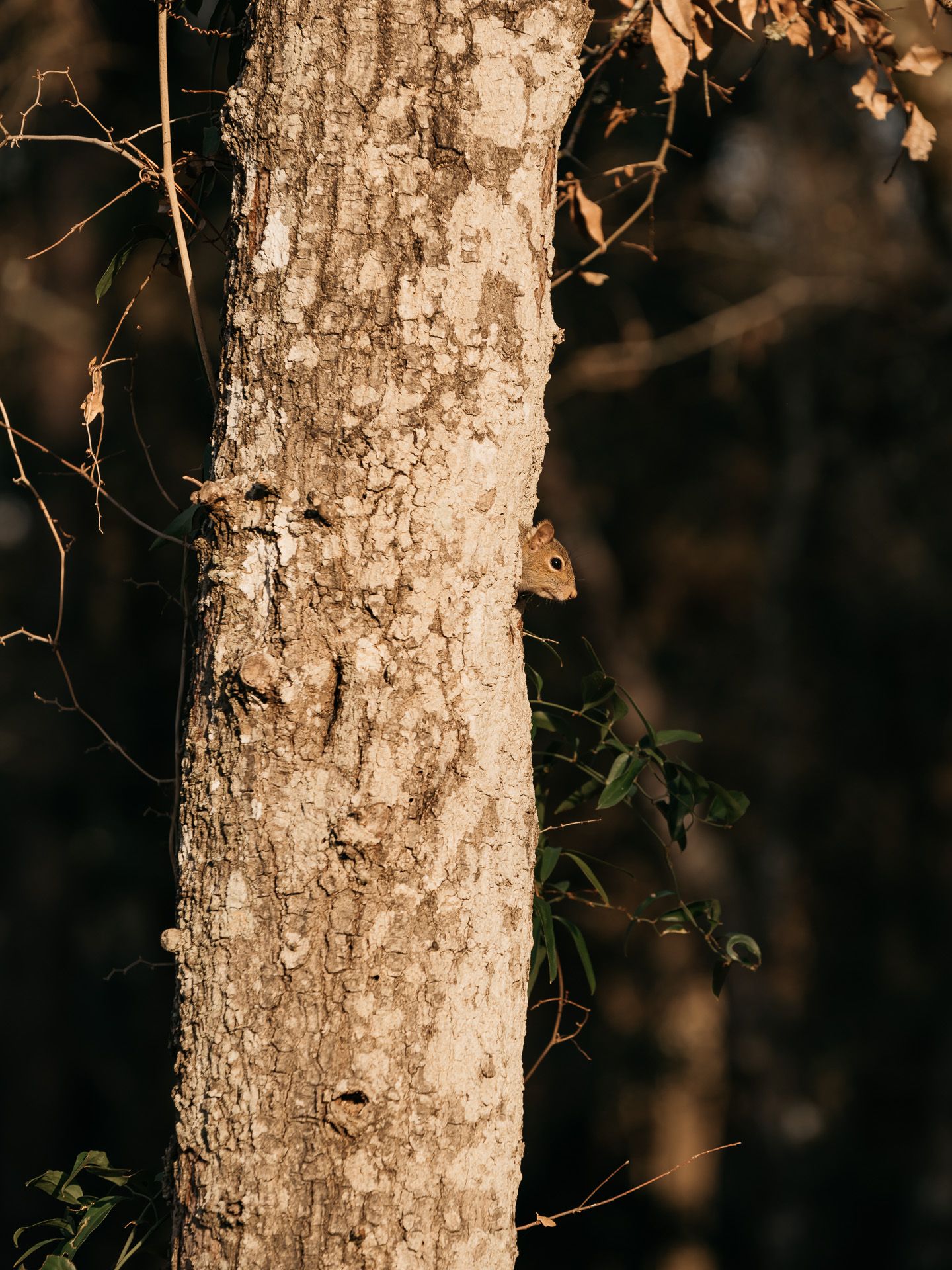 Things to do in Destin Florida. Nature trail photography by Matt Johnson. Destin Family Vacation Photography. Fun things to do while in FWB