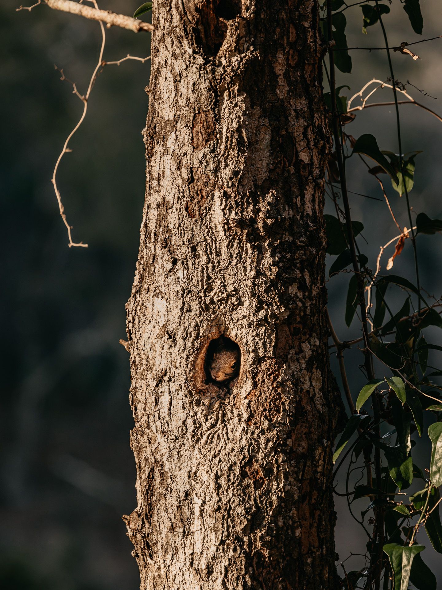 Things to do in Destin Florida. Nature trail photography by Matt Johnson. Destin Family Vacation Photography. Fun things to do while in FWB