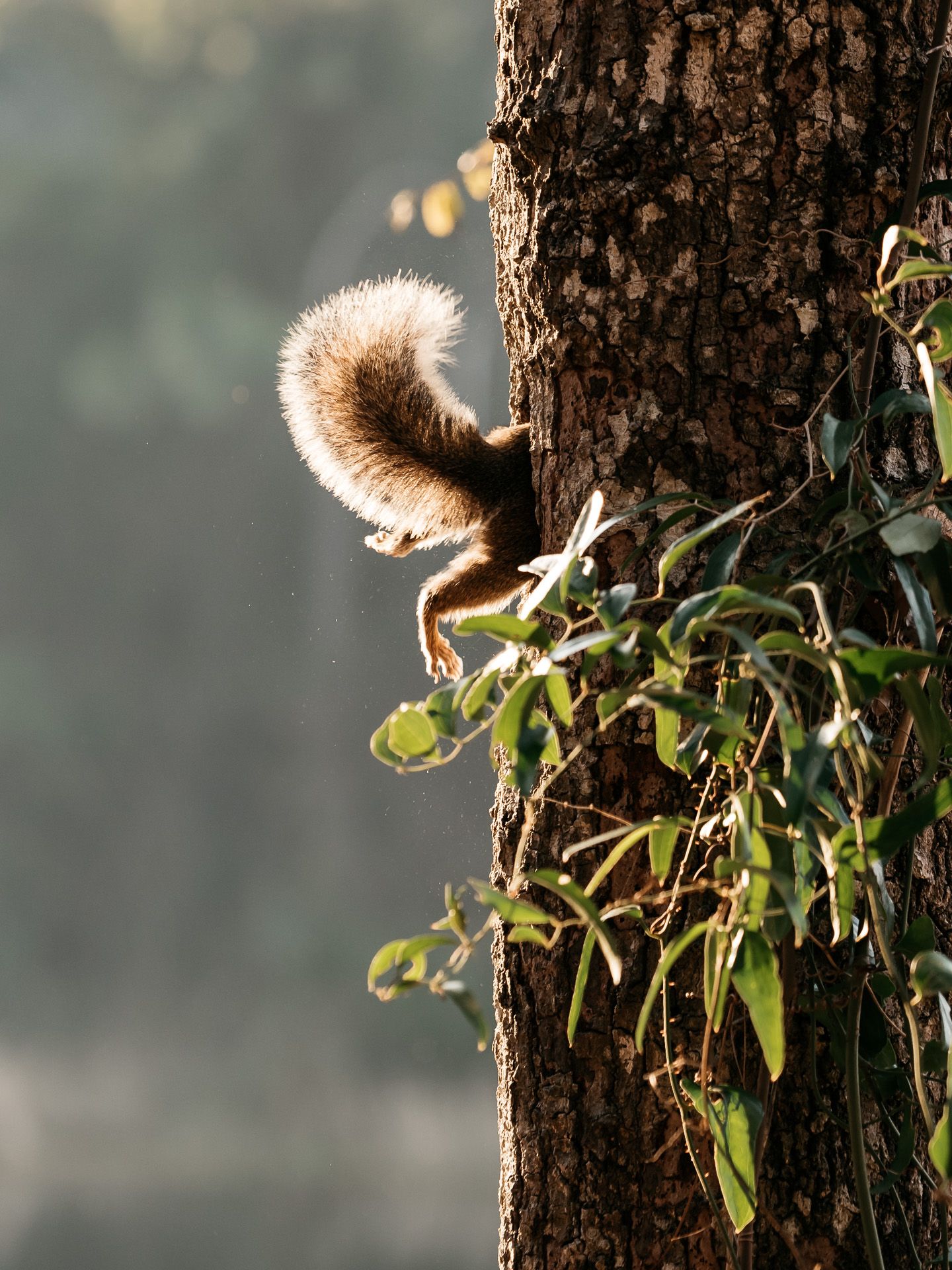 Things to do in Destin Florida. Nature trail photography by Matt Johnson. Destin Family Vacation Photography. Fun things to do while in FWB
