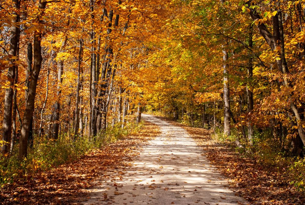 A winding dirt road through autumn forest with golden yellow leaves and sunlight filtering through the trees.
