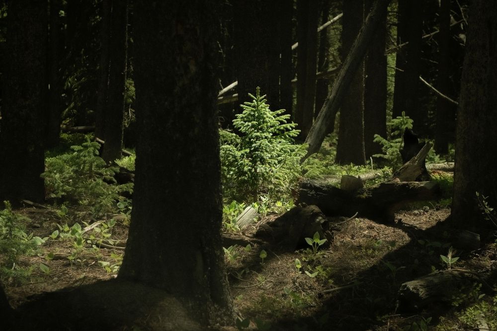 Scenic Colorado forest trail winding through tall evergreen trees with dappled sunlight filtering through the canopy.