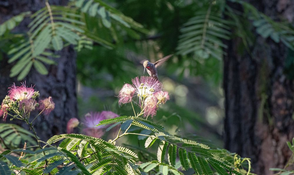 Mimosa tree branches with delicate pink flowers and feathery compound leaves against a blurred forest background.