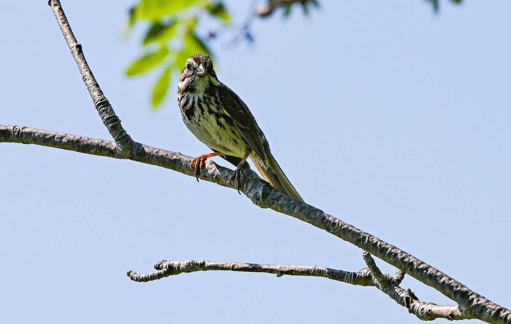 A small green bird perches on a bare tree branch against a blue sky background.