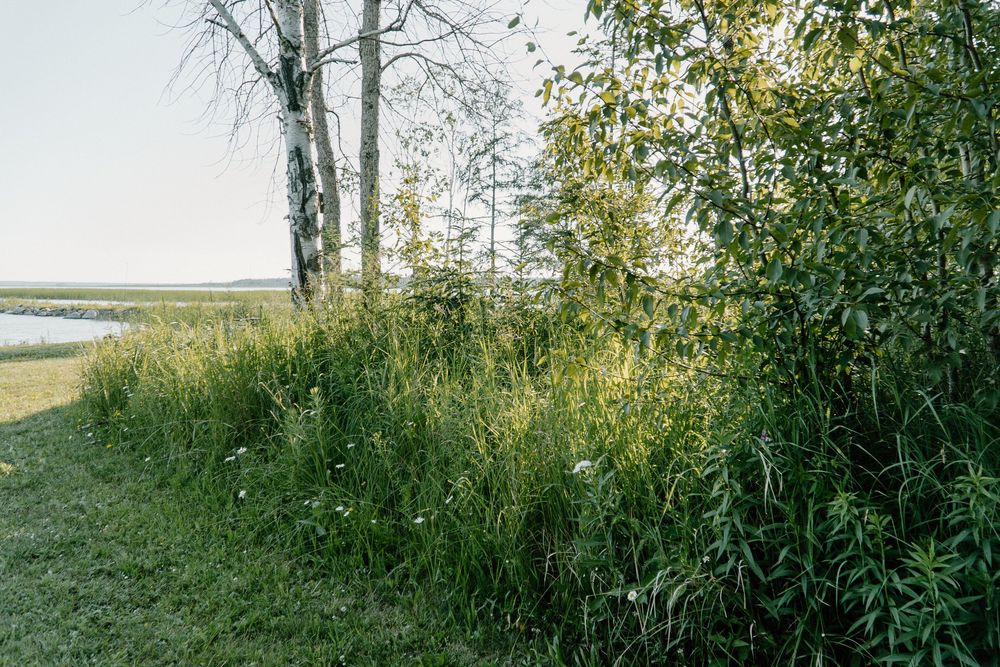 A scenic panoramic view of a lush green marsh landscape with tall grass and water in the background.