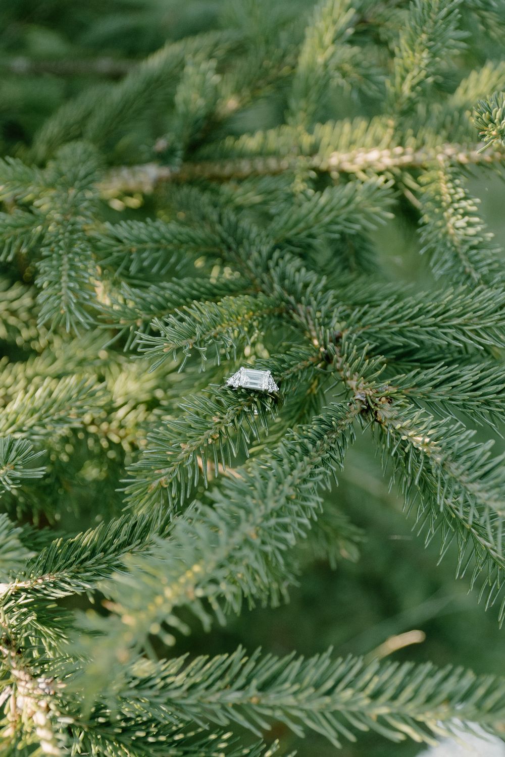 Close-up view of green pine tree branches with needles showing natural texture and detail.