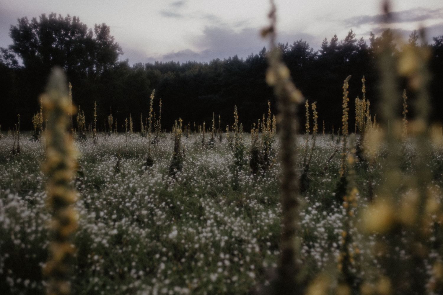 Moody panoramic view of a wildflower meadow with white blooms stretches into the distance under cloudy skies.