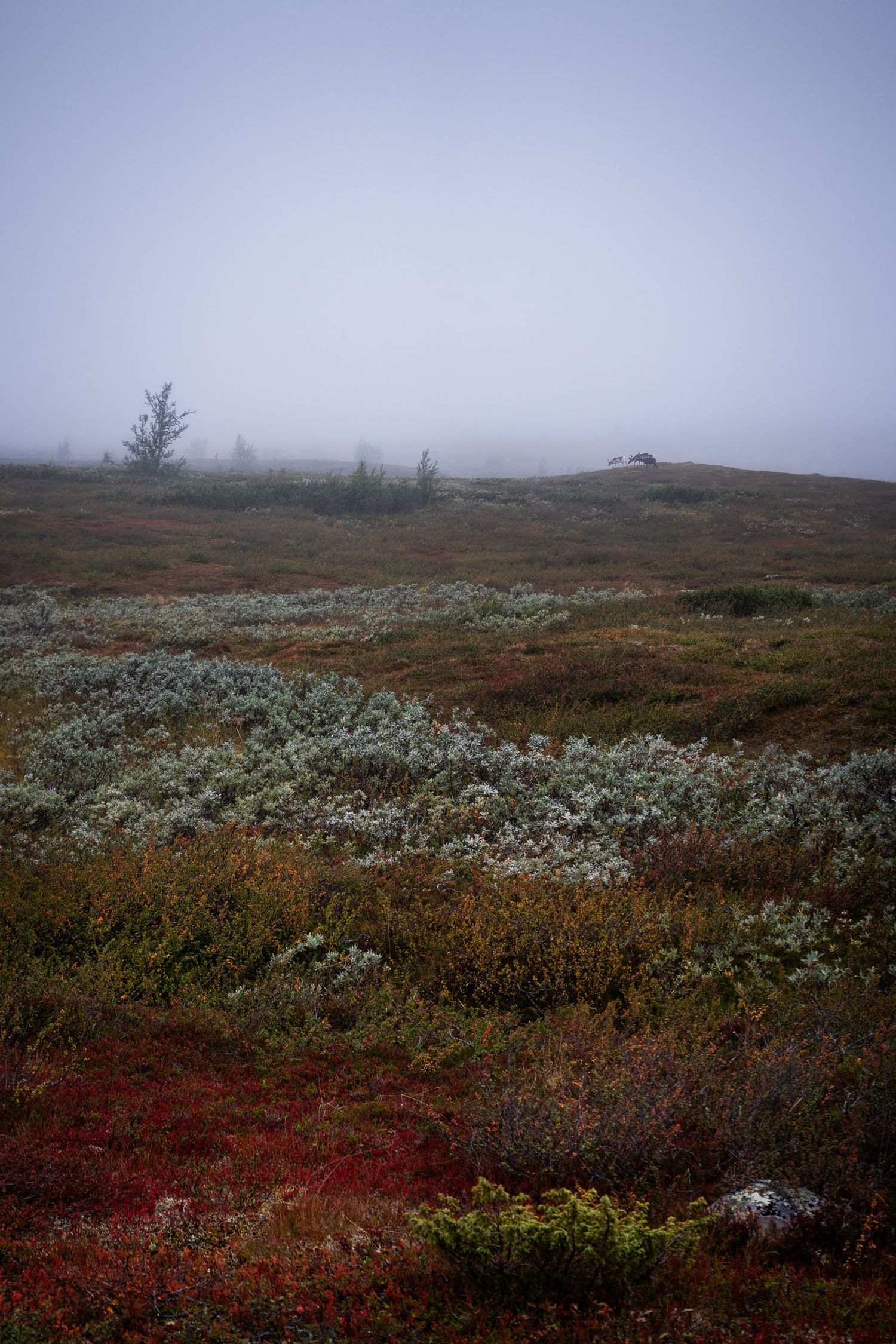Ammarnäs, Aigert, Vindelfjällen, Fotograf Alison De Mars, fine art, landskap, reindeer, fjällvandring