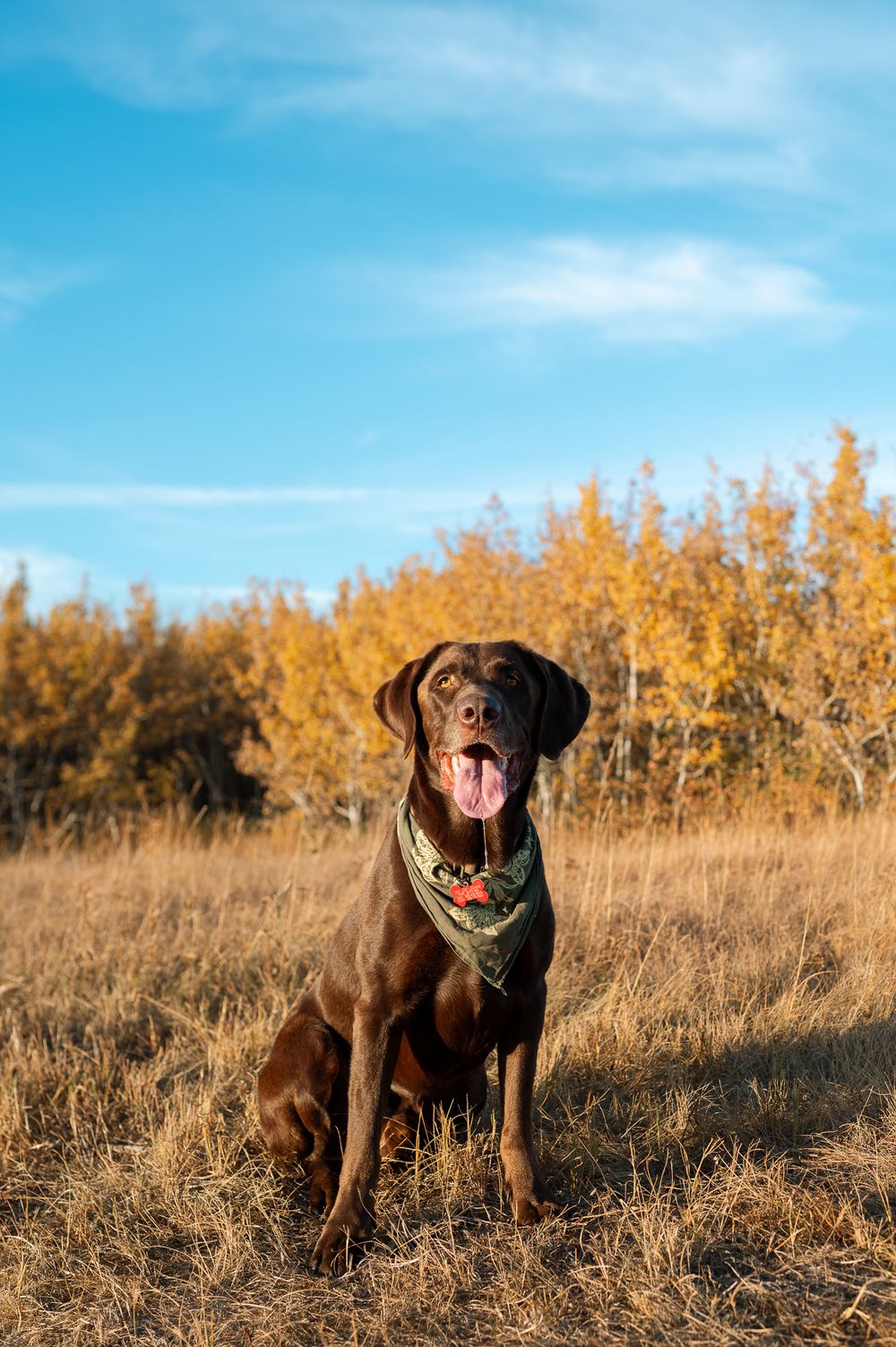 Chocolate Labrador retriever wearing a green bandana sits with tongue out in a golden autumn field beneath a bright blue sky.