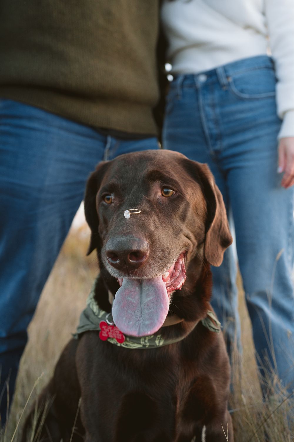 Chocolate Labrador with tongue out and a floral bandana sits in tall grass in front of two people wearing blue jeans.