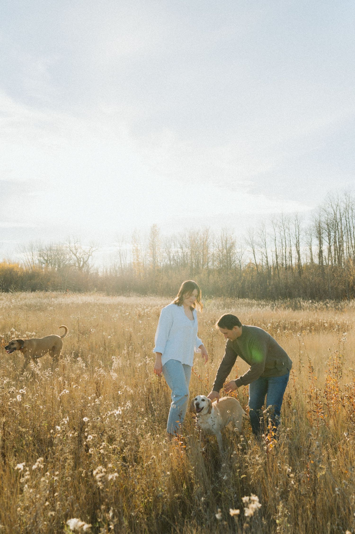 Two people play with dogs in a golden autumn field at sunset.