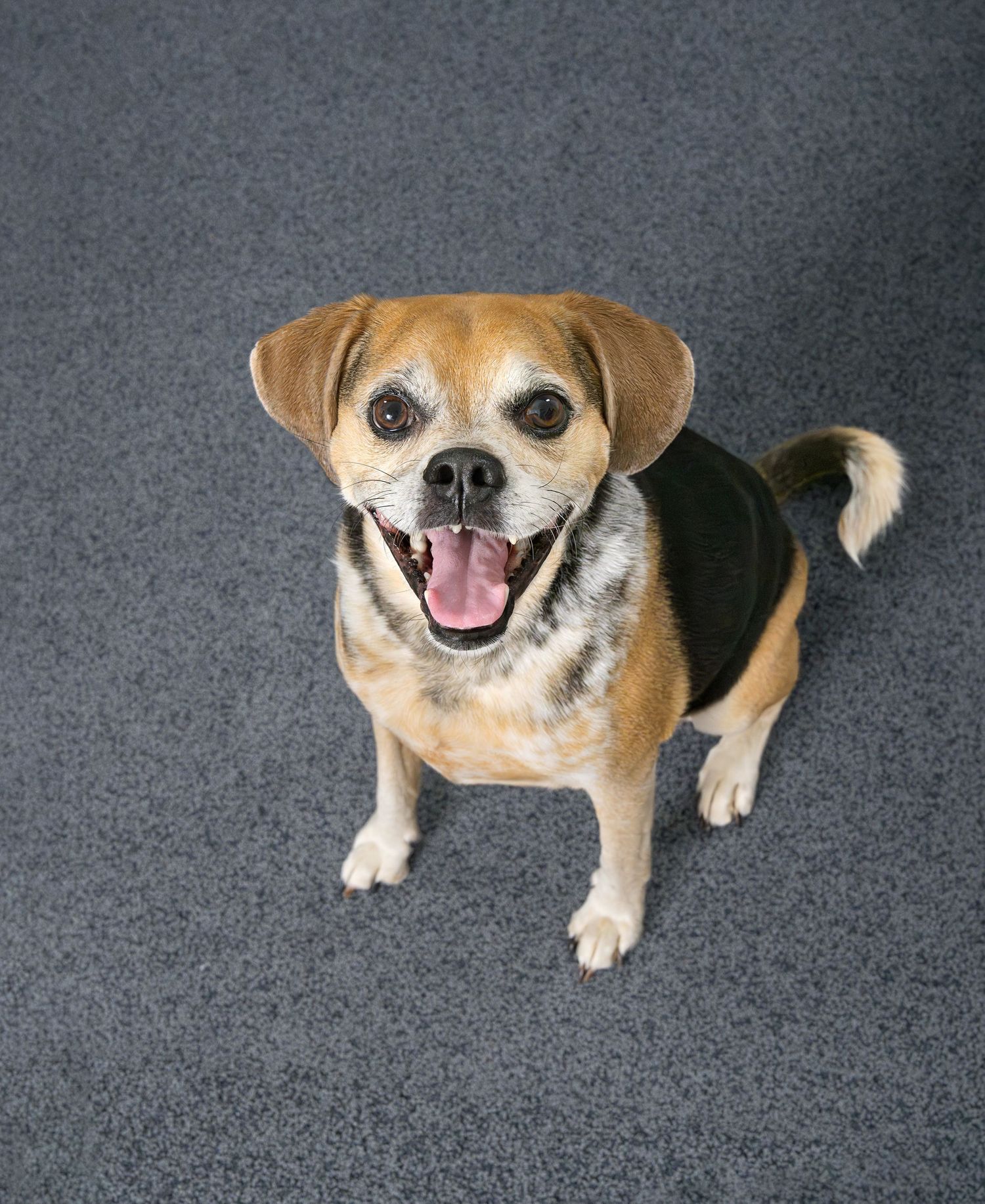 Professional Dog Headshot