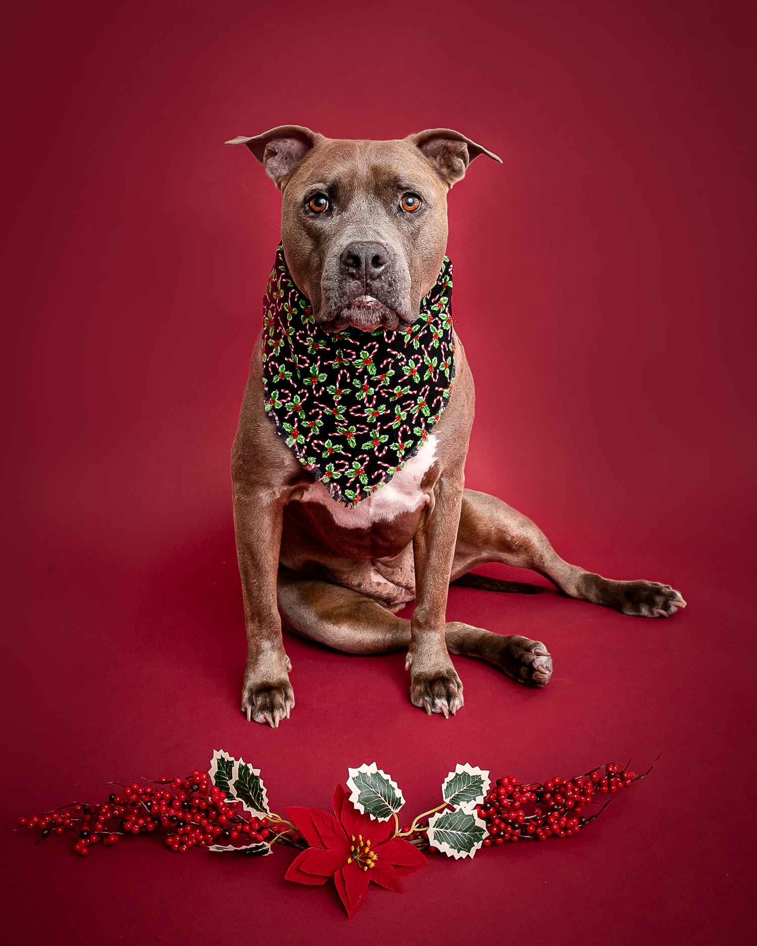 Pit bull dog wearing holiday bandana sits elegantly against red backdrop with festive Christmas decorations below.