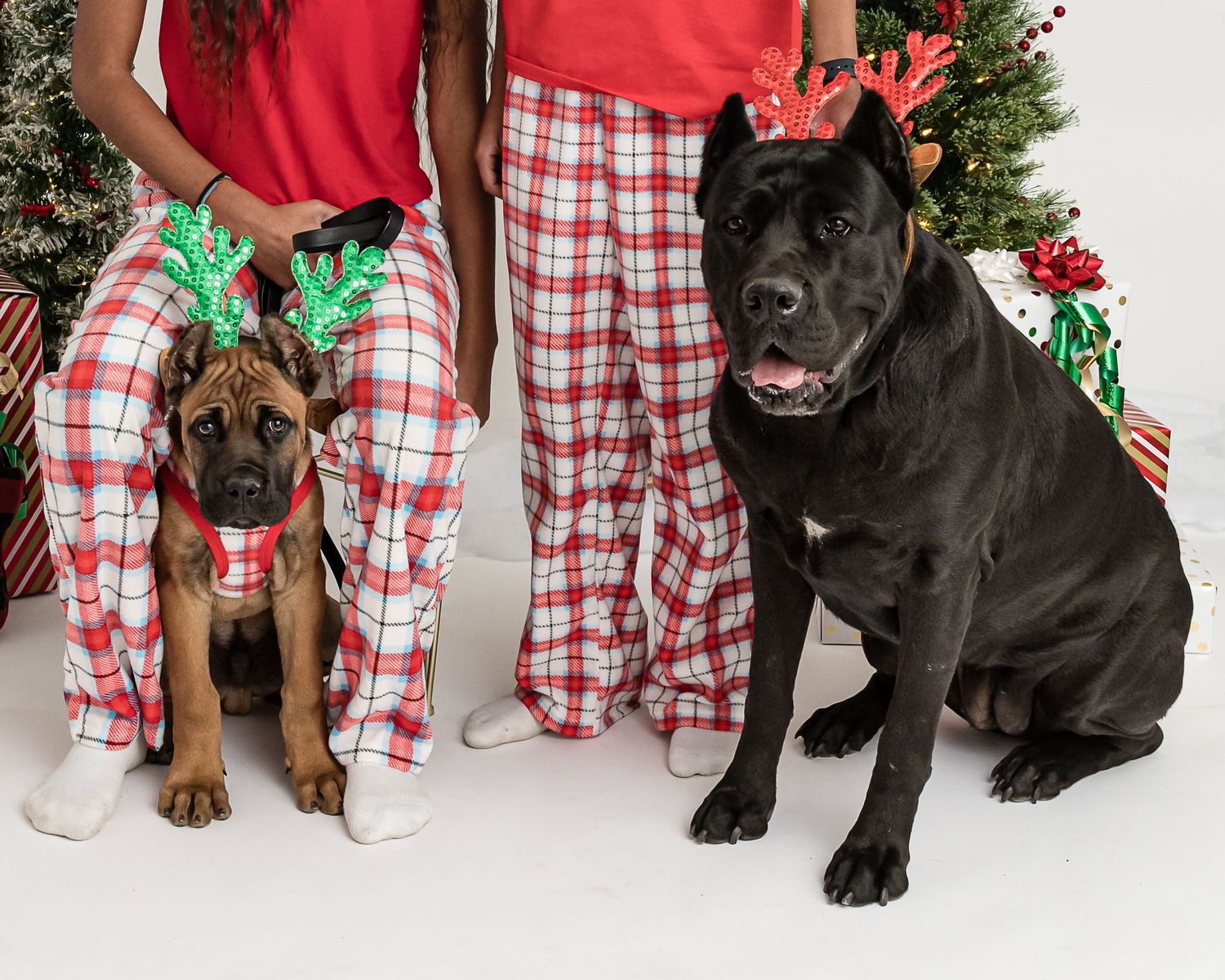 Black and brown Cane Corso dogs wearing holiday accessories sit in front of a white backdrop with plaid pajama-clad legs.