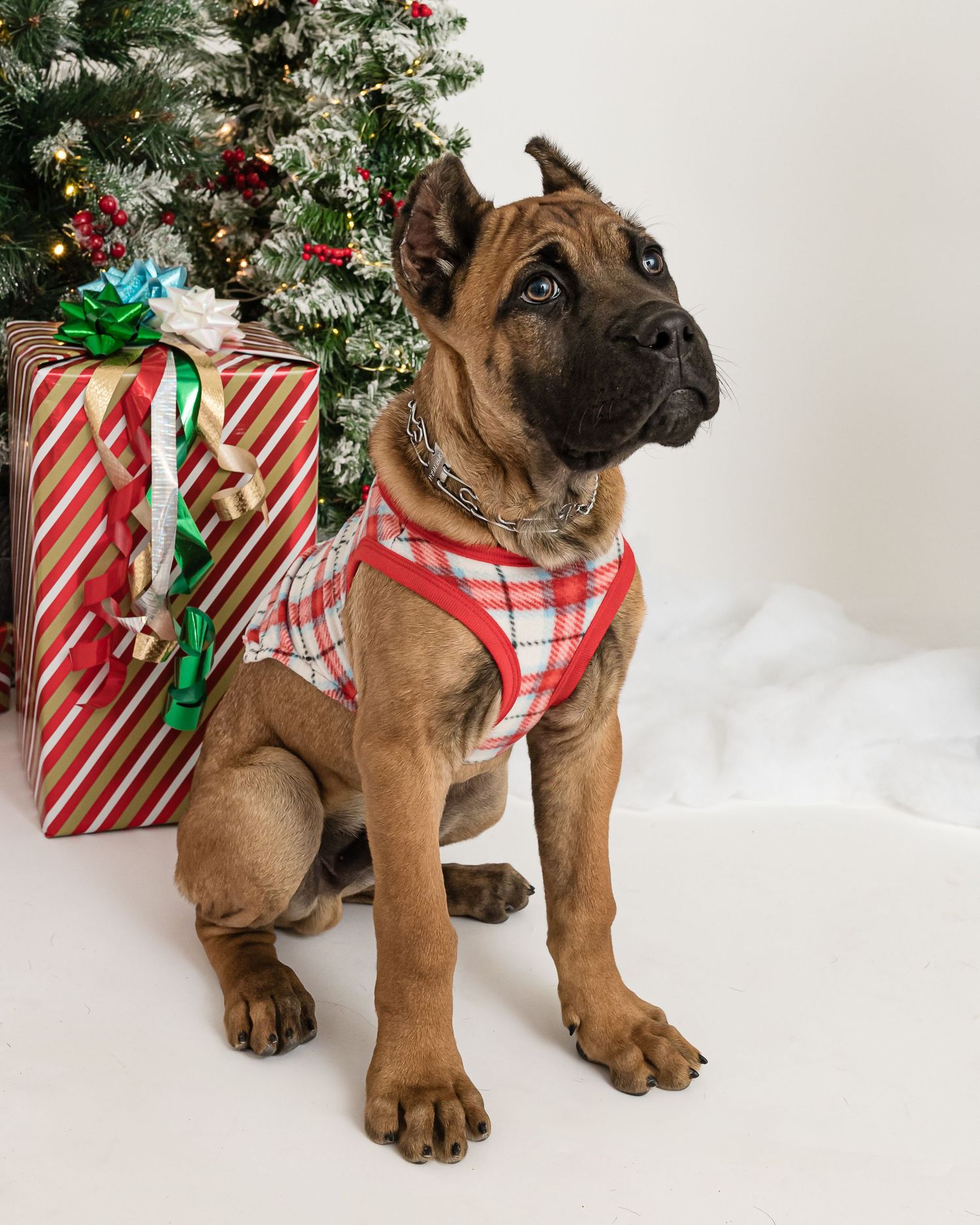 Cute Cane Corso puppy wearing red and white striped collar sits by wrapped Christmas presents.