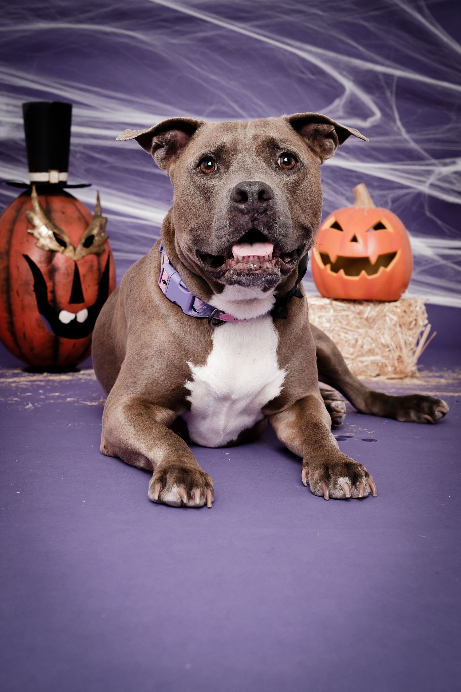 Smiling pit bull dog poses with Halloween pumpkins and spooky decorations against a purple backdrop.