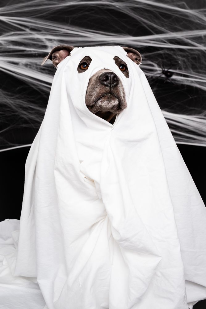 Dog dressed in a white ghost costume with panda eye cutouts poses against spooky cobweb background.