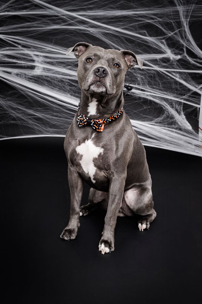 Four separate photos of a blue pit bull puppy sitting on a dark background with spooky spider web decorations.