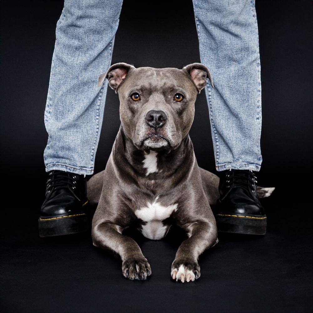A gray pit bull terrier with white chest markings sits between two legs wearing jeans and black boots against dark background.