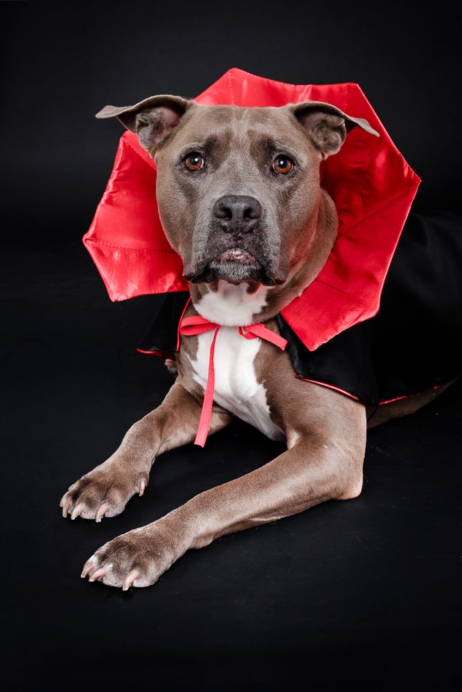 Pit bull type dog wearing a red decorative collar posing against black background in studio portrait.