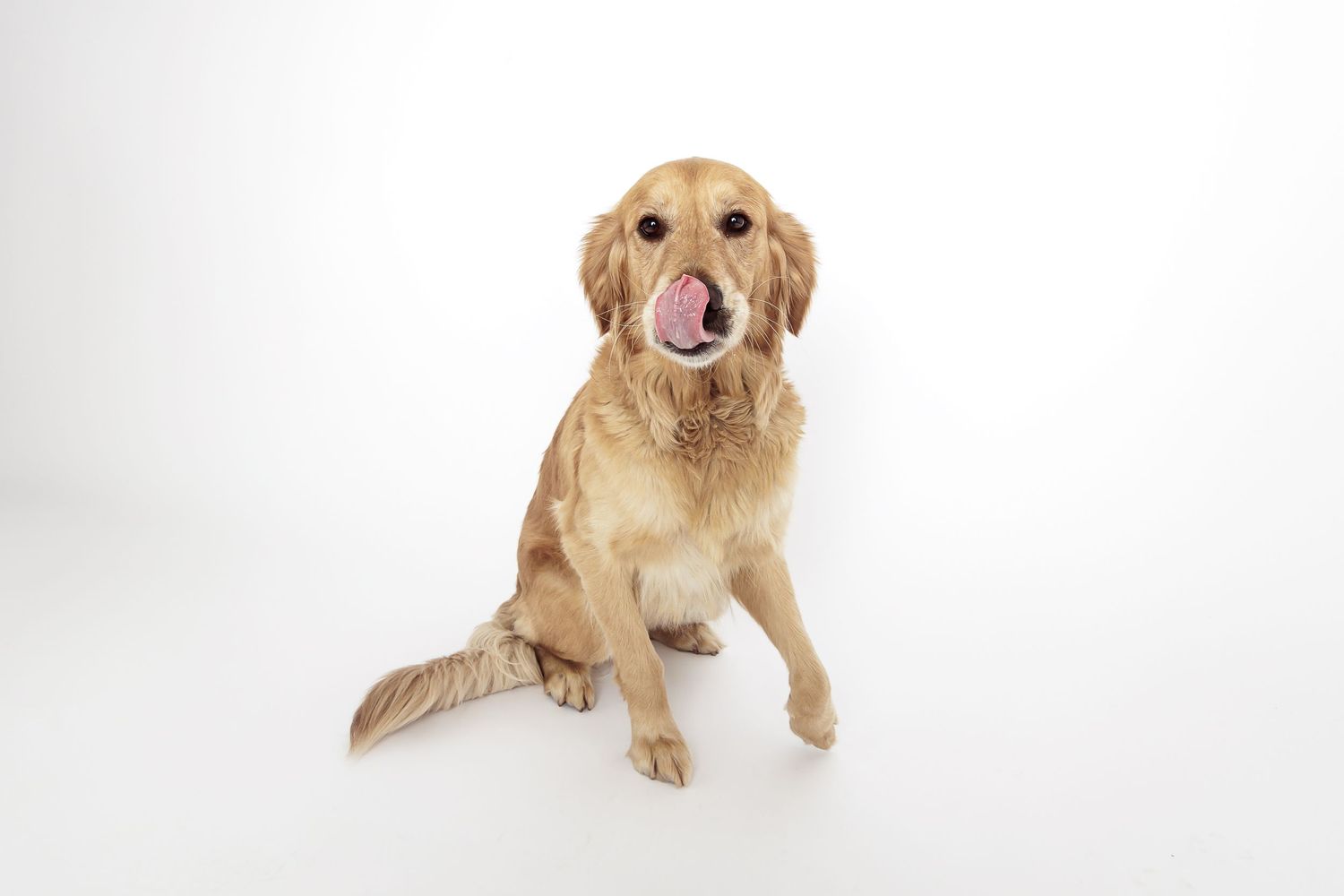 Golden retriever with tongue out sitting on white background with friendly expression and wagging tail.