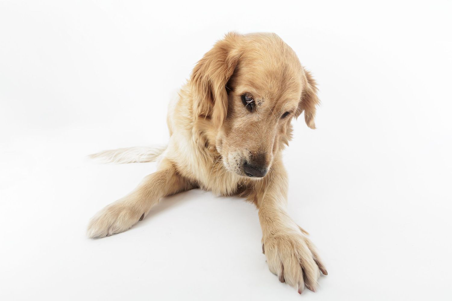 Golden retriever puppy lying down on white background looking at its paw with inquisitive expression.