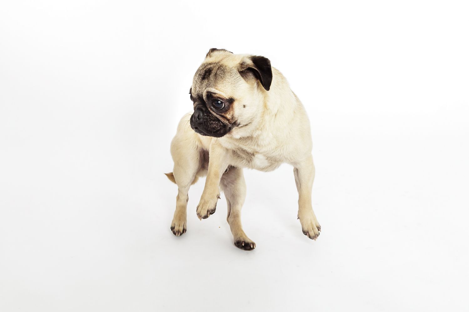 Three tan pug puppies in playful poses on a white background.
